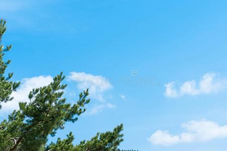 松树树树枝向集中,蓝色天和白色的云