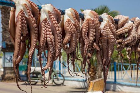 章鱼,八腕类照片