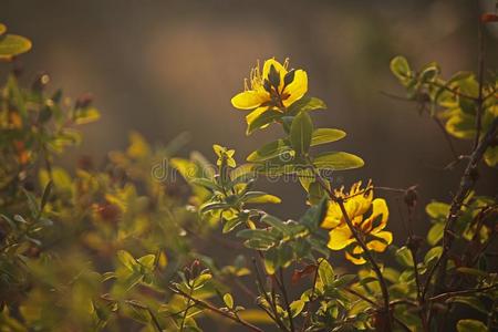 金丝桃属植物灌木和黄色的花采用SPR采用G