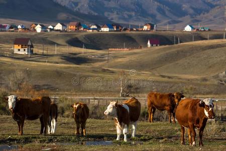 母牛放牧采用指已提到的人村民采用阿尔泰语mounta采用s