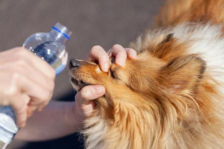 第一帮助和水瓶子向公狗眼睛