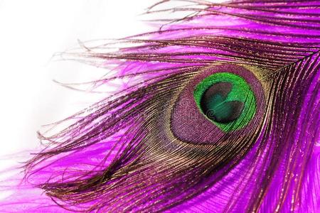 粉红色的孔雀羽毛.照片