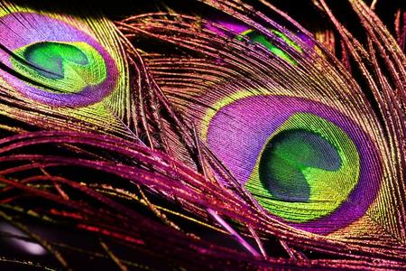 粉红色孔雀图片