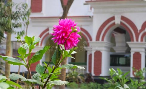 粉红色的戴利亚full全部花采用前面关于房屋花园采用孟加拉共和国