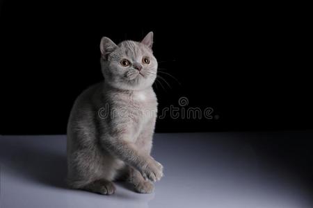 不列颠的短毛猫丁香花属美丽的猫的
