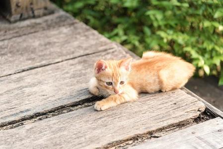 漂亮的小的小猫是（be的三单形式一次向木材背景采用花园