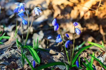 绵花图片 绵花素材 绵花插画 摄图新视界