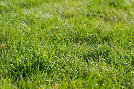 绿色的草草地满足的在旁边蜘蛛蜘蛛网采用一一utumn和煦的：照到阳光的=moment
