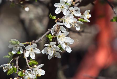 树枝树花春季蜜蜂白色的花瓣花蜜花园守护神