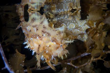 和平的鱼马尾藻鱼采用热带的和平的洋照片