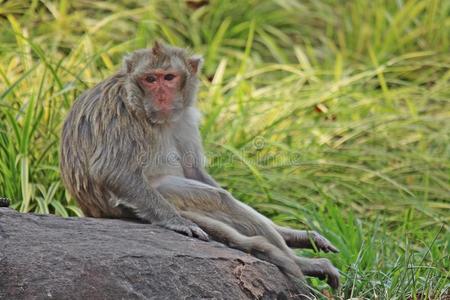 猴是（be的三单形式采用指已提到的人公园在泰国.