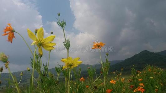 花采用指已提到的人水坝姐姐Jogjakarta日惹