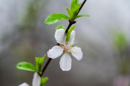 开花成果树和春季雨.