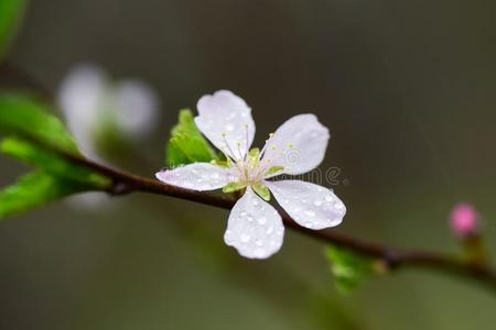 开花成果树和春季雨.