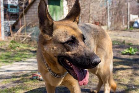 漂亮的德国的牧羊人牧羊犬和大的舌头起立采用很漂亮