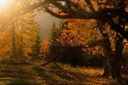 喀尔巴阡山脉的森林风景在日落