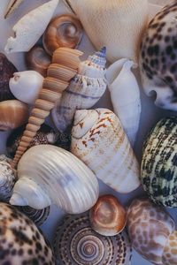 海中软体动物的壳背景.签关于不同的贝壳有细毛的同时.