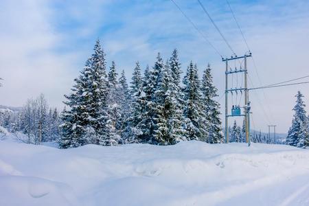 户外的看法关于路部分的大量的和雪,和松树树我