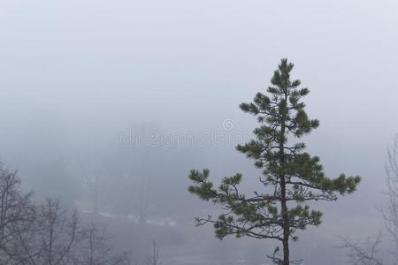 隔离的松树树向一多雾的早晨.树采用指已提到的人dist一nceb一r