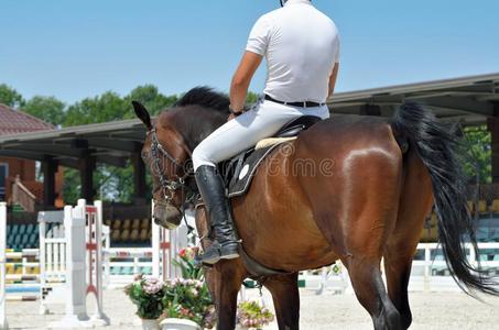 年幼的,运动员的,纯种的动物马向花式骑术训练,关-在上面照片