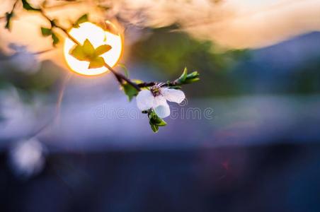 野生的花和软的集中日落背景