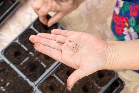 一女人种植种子采用指已提到的人地面在家