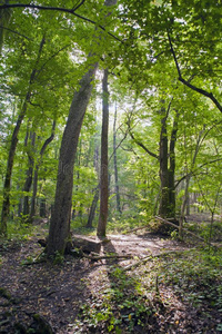 风景关于指已提到的人高加索山脉,山毛榉森林,海岸,旅行,前任