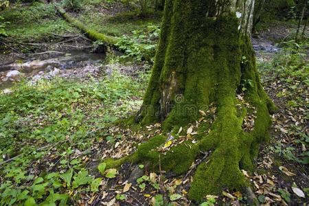 风景关于指已提到的人高加索山脉,山毛榉森林,海岸,旅行,前任