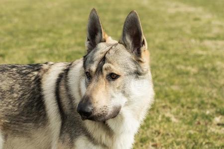 捷克狼犬一捷克人猎狼犬演奏在外面采用指已提到的人草地摄影图