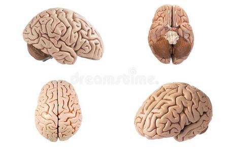 人造的人脑模型漠不关心的看法照片