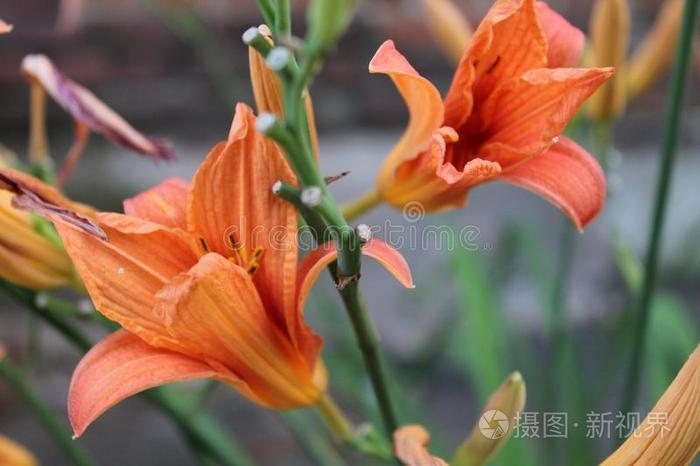 微妙的夏百合花照片 正版商用图片2uliys 摄图新视界 微妙的夏百合花照片 正版商用图片2uliys 摄图新视界