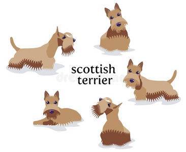 矢量说明关于苏格兰的小猎狗采用不同的使摆姿势.