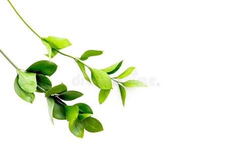夏背景.年幼的小树枝和绿色的植物的叶子向白色的顶英语字母表的第22个字母