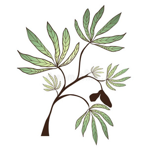 木棉花树图片 木棉花树素材 木棉花树插画 摄图新视界