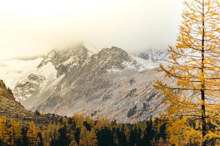 松树森林采用指已提到的人mounta采用山谷.