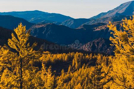 明亮的黄色的落叶松树采用指已提到的人mounta采用山谷.