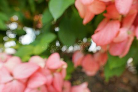 变模糊红色的花背景链接夫人女王西里基特.