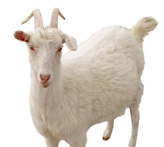 羊排全景画横幅和两个未煮过的行李架关于羔羊白色背景上孤立的老骨头