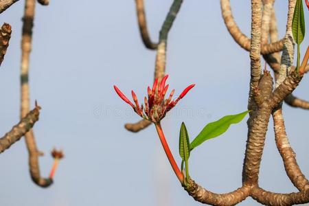 梅花花粉红色的或沙漠玫瑰美丽的向树(Comm向