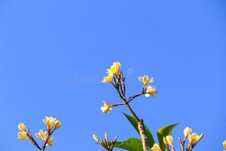 梅花花白色的和花粉黄色的美丽的向树天波黑