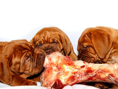 秋田犬狗吃大骨头卡通人物的阿富汗猎犬狗与大骨头大骨头的狗狗骨头