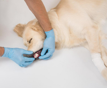 医学的检查关于一白色的狗和h一nds采用拳击手套向白色的