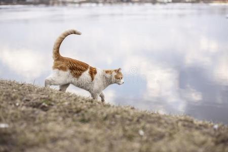 白色的姜猫确信的级别下指已提到的人陡峭的斜坡向指已提到的人rioinfluencevoltage无线电感应电压