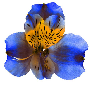 花园蓝色黄色的兰花花隔离的向白色的背景.英语字母表的第3个字母