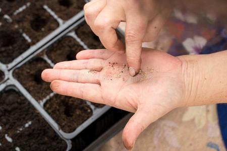 一女人种植种子采用指已提到的人地面在家