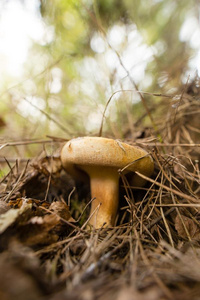 可以吃的真菌种植采用指已提到的人森林