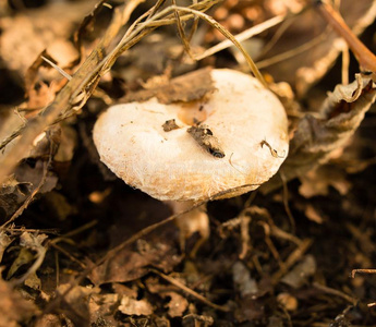 可以吃的真菌种植采用指已提到的人森林