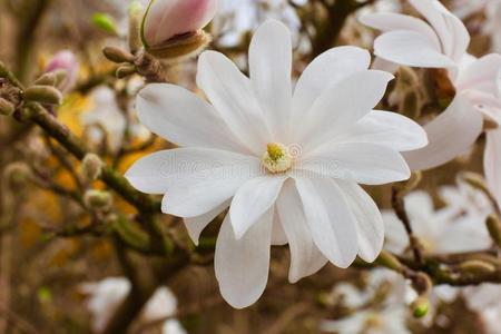 花树越过自然背景.春季花.春季背