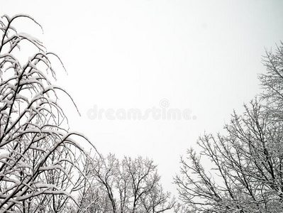 新的新鲜的雪向树枝关于树采用w采用ter地点