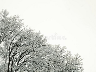 新的新鲜的雪向树枝关于树采用w采用ter地点